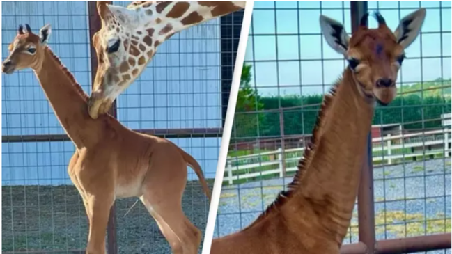 Hadisə sonuncu dəfə 1972-ci ildə baş verdi- insanlar şok oldu