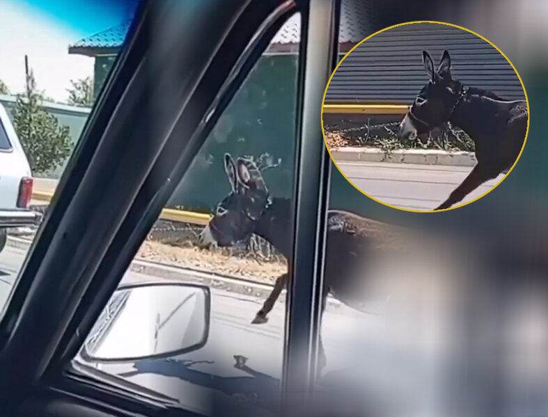 Naxçıvanda heyvana qarşı qeyri-insani davranış edən şəxs cəzalandırıldı - VİDEO