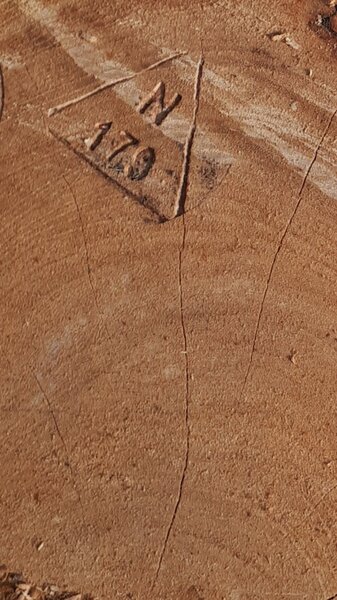 Ekologiya nazirliyi 200-dən çox qanunsuz kəsilmiş ağaca xidməti damğa vurub (FOTO)