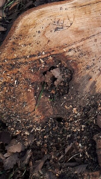 Ekologiya nazirliyi 200-dən çox qanunsuz kəsilmiş ağaca xidməti damğa vurub (FOTO)