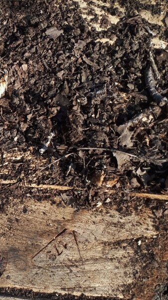 Ekologiya nazirliyi 200-dən çox qanunsuz kəsilmiş ağaca xidməti damğa vurub (FOTO)