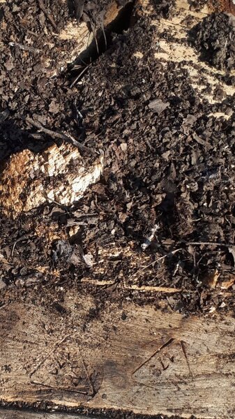 Ekologiya nazirliyi 200-dən çox qanunsuz kəsilmiş ağaca xidməti damğa vurub (FOTO)