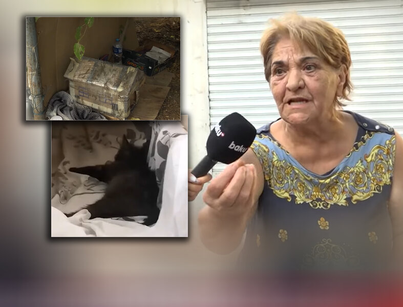 Bakıda pişikləri müxtəlif üsülla öldürən manyak peyda olub - VİDEO