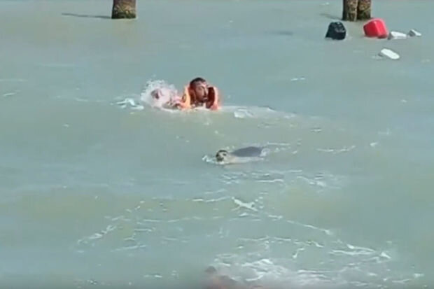 Xəzərdə suiti hücumu ilə bağlı AÇIQLAMA: "Özlərini qorumaq üçün aqressiv olurlar"