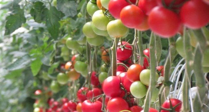 "Zirə Aqropark" MMC məhkəməyə verilib - Xarici valyuta vəsaitlərinin xaricdən qaytarılmaması