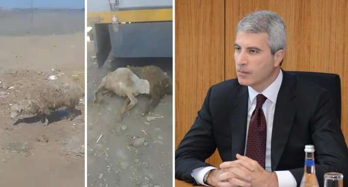 Dövlət Məşğulluq Agentliyi vətəndaşlara xəstə qoyun sırıyıb - 400 manata rəsmiləşdiriblər (VİDEO)