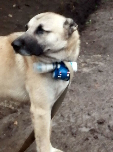 Erməni separatçılardan terror cəhdi: Hərbçilərimizə qarşı heyvanlardan istifadəyə çalışırlar - FOTO