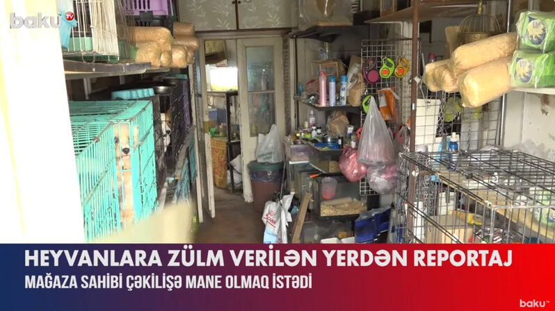 Heyvanlara qarşı görünməmiş vəhşiliyi edib satan şəxsin GÖRÜNTÜLƏRİ - VİDEO