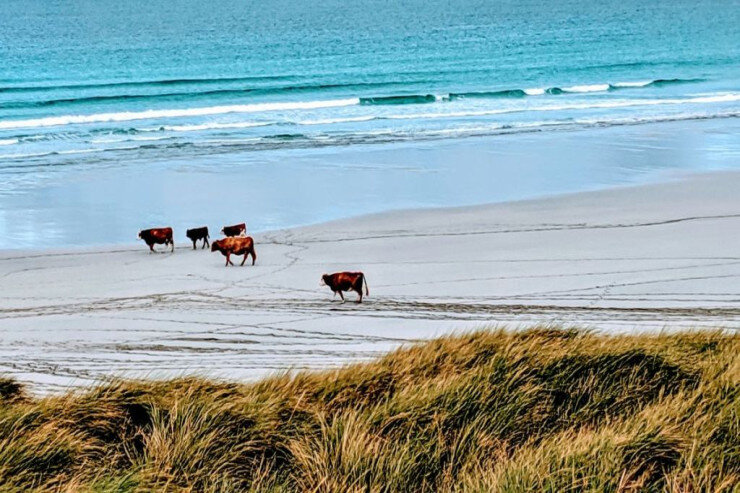 İnəklər çimərlikdə dincələnlərə hücum etdi