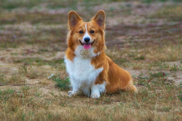 Kiçik it bir kiloqram daş yedi - FOTO