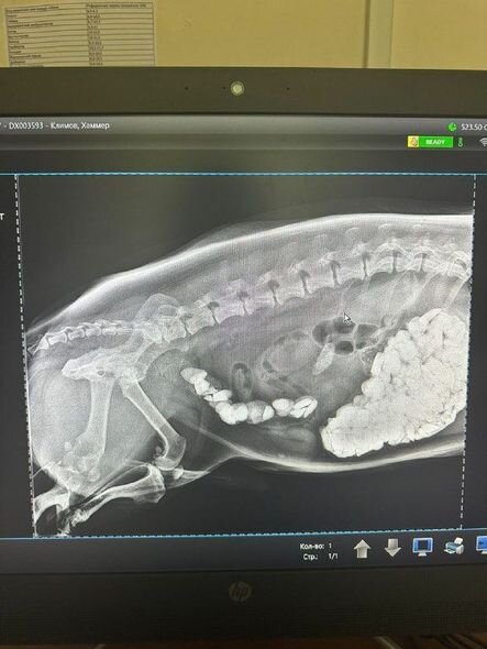 Kiçik it bir kiloqram daş yedi - FOTO