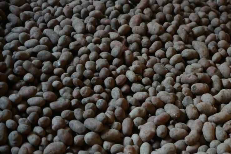 İki kişi kartofdan zəhərlənib öldü