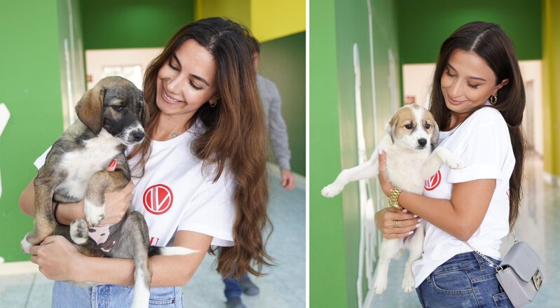 "Veysəloğlu Distribusiya" şirkəti sahibsiz heyvanları ziyarət edib