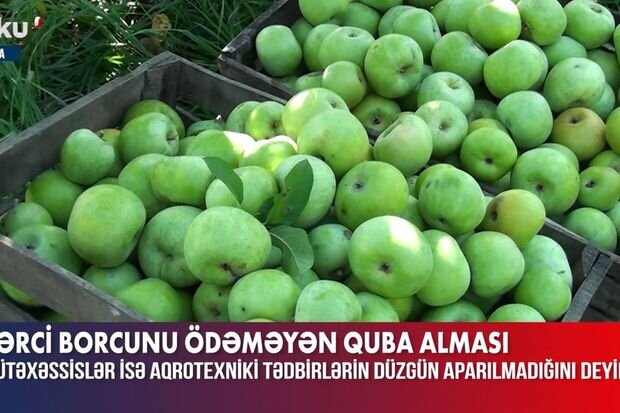 Quba alması dəyərdən düşüb: Fermerlər etiraz edirlər - VİDEO