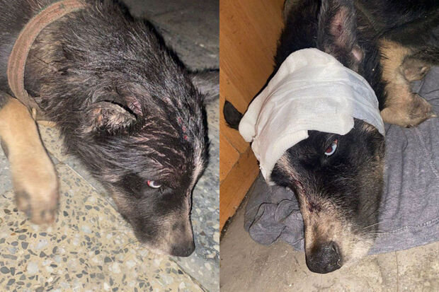 Xaçmazda tükürpədici olay: İti güllələyib dərəyə atdılar - FOTO