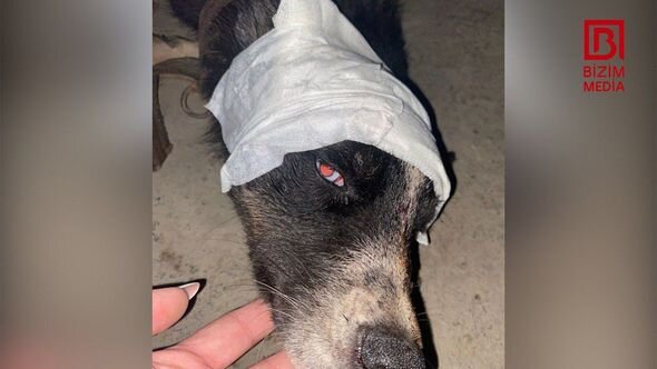 Xaçmazda tükürpədici olay: İti güllələyib dərəyə atdılar - FOTO