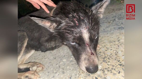 Xaçmazda tükürpədici olay: İti güllələyib dərəyə atdılar - FOTO