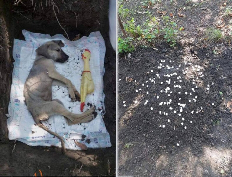 Azərbaycanda DƏHŞƏT! - İt qənd yediyi üçün döyülərək öldürüldü - DİN-dən AÇIQLAMA- FOTO