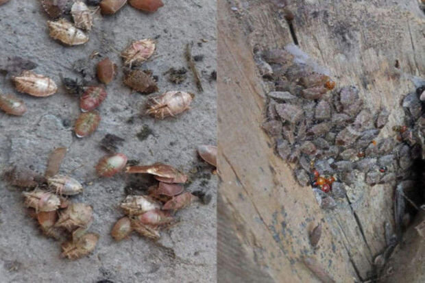 Zaqatala və Balakənə kütləvi böcək hücumu - FOTO/VİDEO