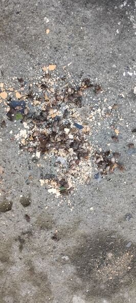 Zaqatala və Balakənə kütləvi böcək hücumu - FOTO/VİDEO