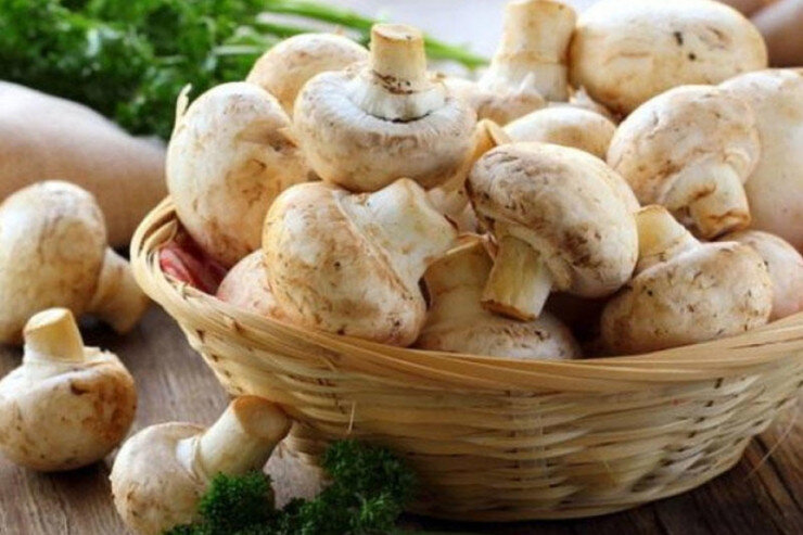 Qusarda iki nəfər göbələkdən zəhərlənib öldü