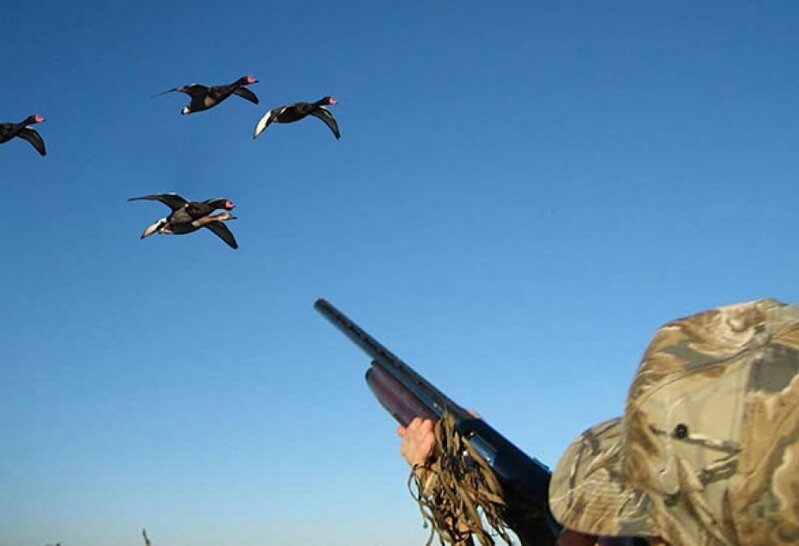 Biləsuvarda ovçuluq təsərrüfatında köçəri quşların sayı azalıb