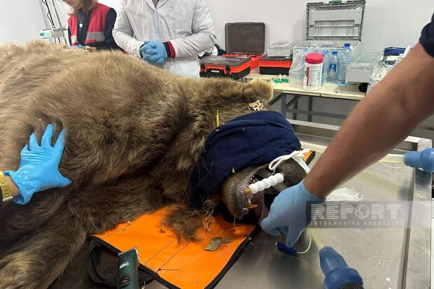Azərbaycanda ayılara mikroçiplər yerləşdiriləcək - FOTO