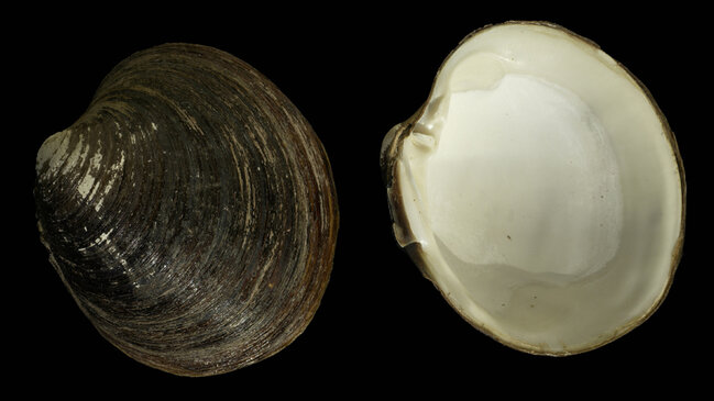 500 metrə qədər dərinlikdə yaşayır: Dünyanın ən qədim canlısı hansıdır?