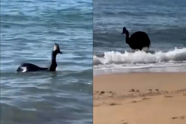 Okeandan çıxan dünyanın ən təhlükəli quşu görənləri qorxutdu - VİDEO