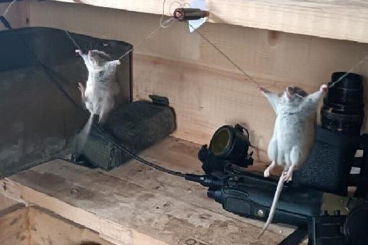 Əsgərlər yeməklərini yeyən siçanları asdılar – VİDEO