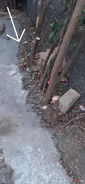 Qazaxda abidənin qarşısında "yaşıl terror" - FOTO