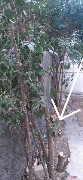 Qazaxda abidənin qarşısında "yaşıl terror" - FOTO