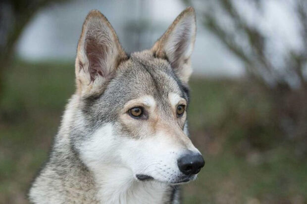 Uşaqla oynayan it onu öldürüb
