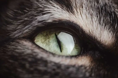 Ukrayna pişikləri cəbhəyə göndərir - Bu nə üçündür?