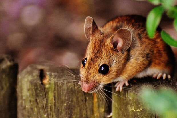 Yevlaxda uşağı siçan dişləyib - VİDEO