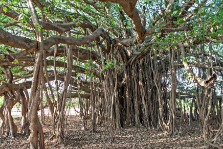 Bəzi ağaclar gəzir