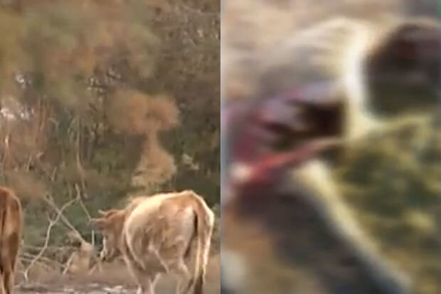 Ucarda canavar təhlükəsi: Sakinlər narahatdır - VİDEO