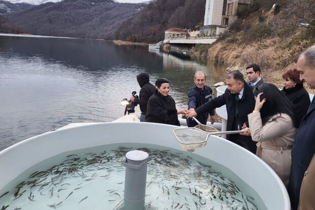 Göygöl Milli Parkının ərazisində su hövzəsinə 1500-dən çox balıq körpəsi buraxılıb