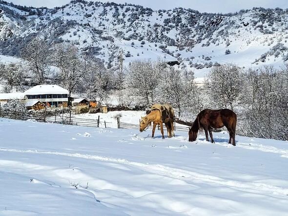 İsmayıllıda qar mənzərələri - FOTO