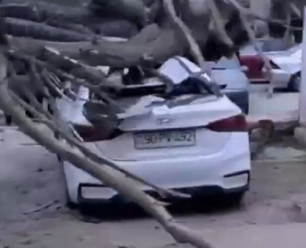 Bakıda güclü külək ağacı avtomobillərin üzərinə aşırdı - VİDEO