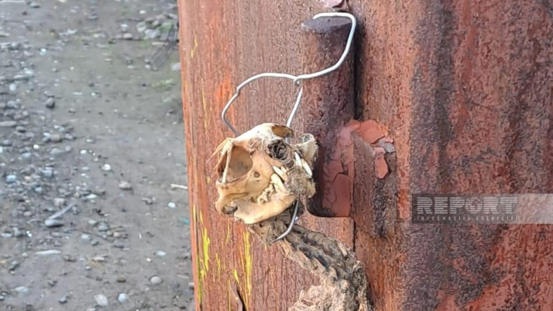 Tərtərdə naməlum heyvan skeleti tapılıb - FOTO