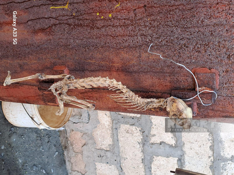 Tərtərdə naməlum heyvan skeleti tapılıb - FOTO