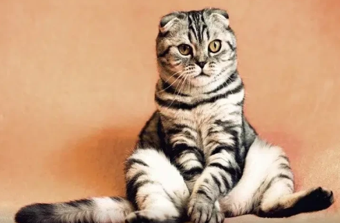 Taylor Sviftin pişiyi necə milyonçu oldu?