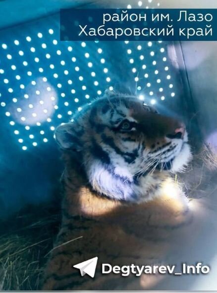 Sakinləri qorxuya salan pələng tutulub - FOTO