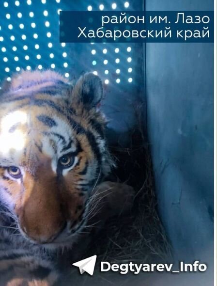 Sakinləri qorxuya salan pələng tutulub - FOTO