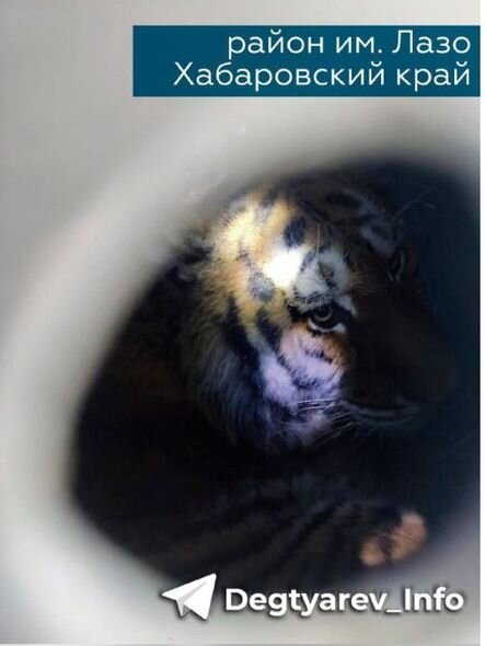 Sakinləri qorxuya salan pələng tutulub - FOTO