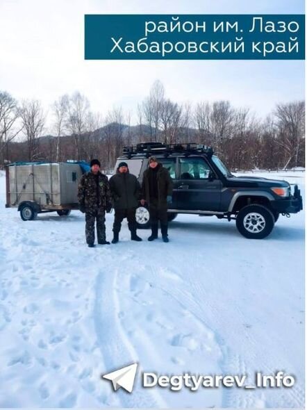 Sakinləri qorxuya salan pələng tutulub - FOTO