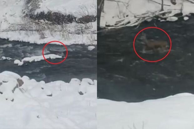 Həkəri çayında cüyür görüntüləri - VİDEO