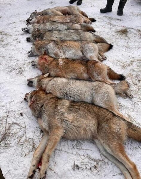 Sumqayıt sakinini 8 canavar parçaladı - ÜRƏKSIZLADAN görüntülər-FOTO