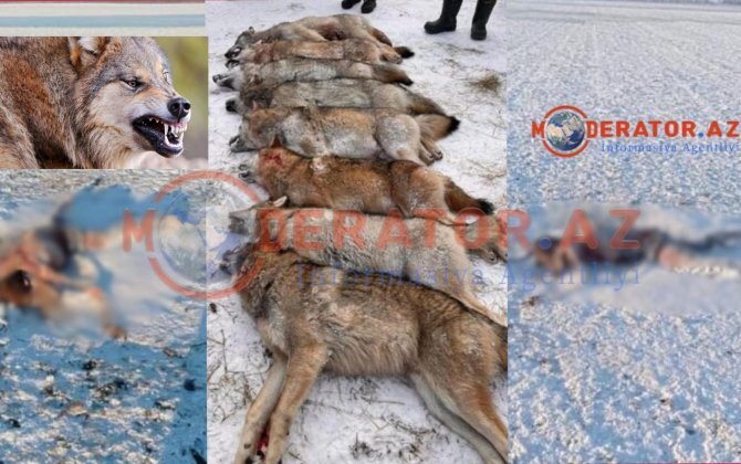 Sumqayıt sakinini 8 canavar parçaladı - ÜRƏKSIZLADAN görüntülər-FOTO